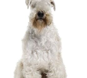 Curly coated hotsell wheaten terrier