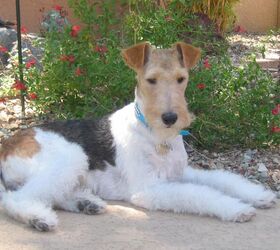 how much do fox terriers cost