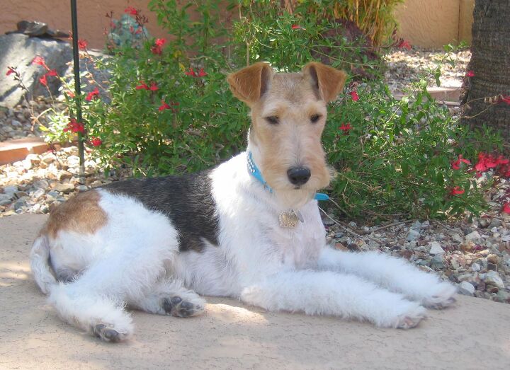 Wire Fox Terrier Information and Pictures - PetGuide | PetGuide