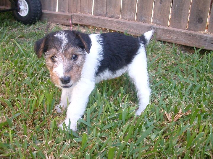 Wire Fox Terrier Information and Pictures - PetGuide | PetGuide