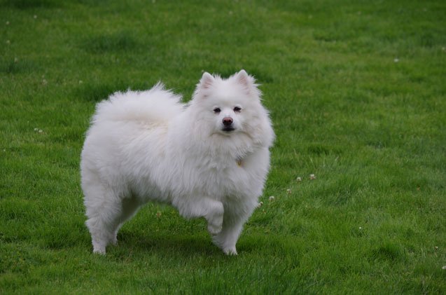 American Eskimo Dog Information and Pictures - PetGuide | PetGuide