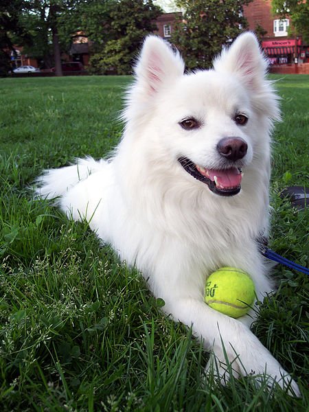 American Eskimo Dog Information and Pictures - PetGuide | PetGuide