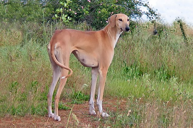 Azawakh Dog Breed Information and Pictures - PetGuide | PetGuide