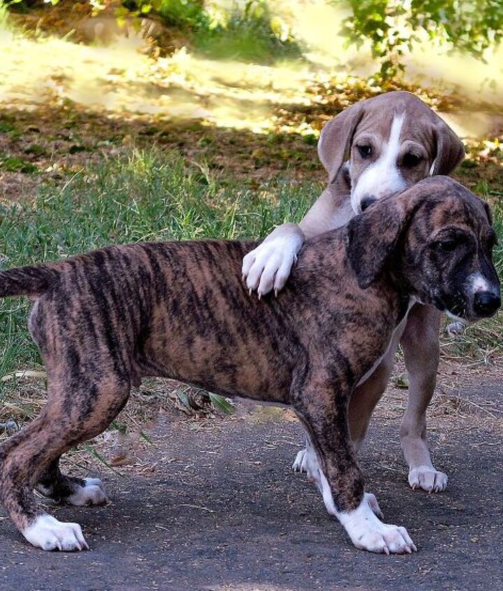 https://cdn-fastly.petguide.com/media/2022/02/28/8263817/azawakh.jpg?nocrop=1&size=720x845