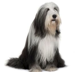 are bearded collie aggressive