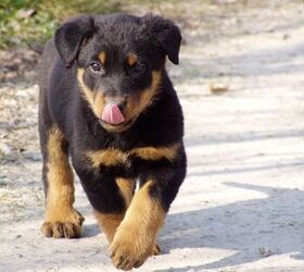 Beauceron Dog Breed Information and Pictures - PetGuide | PetGuide