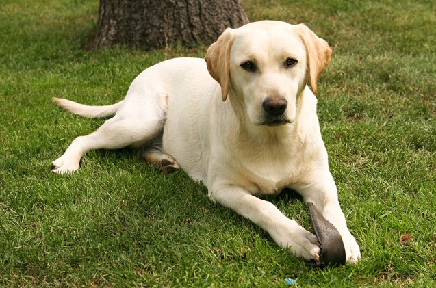 american kennel club announces america s 10 most popular dog breeds