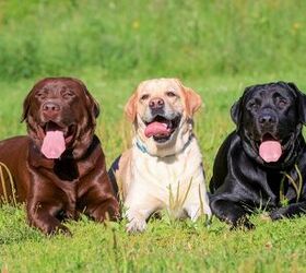 American Kennel Club Announces America's 10 Most Popular Dog Breeds