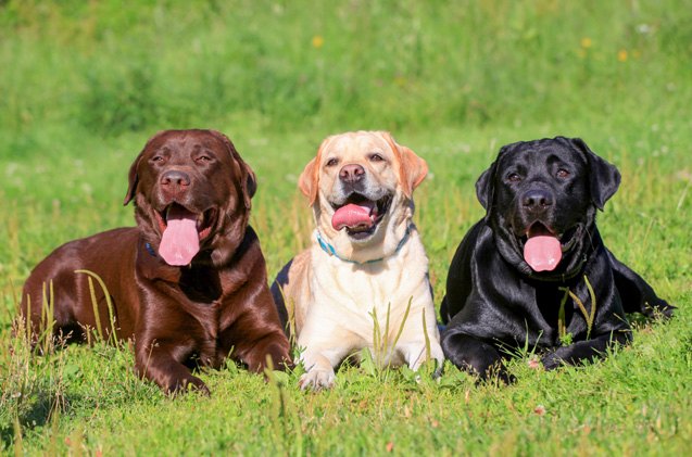 American Kennel Club Announces America’s 10 Most Popular Dog Breeds ...