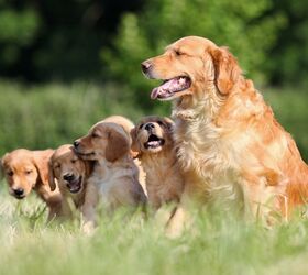 American Kennel Club Announces America’s 10 Most Popular Dog Breeds ...