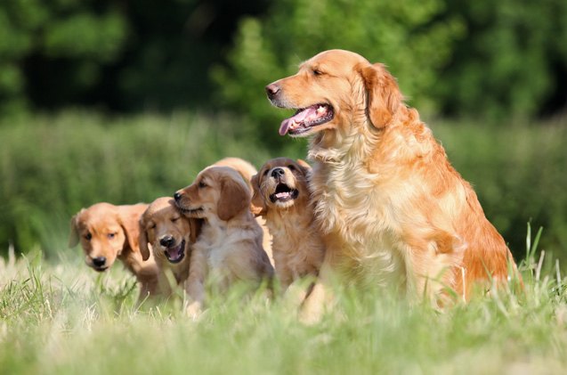 American Kennel Club Announces America’s 10 Most Popular Dog Breeds ...