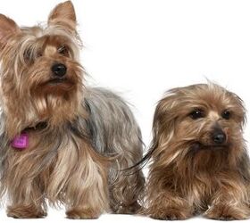 American Kennel Club Announces America’s 10 Most Popular Dog Breeds ...