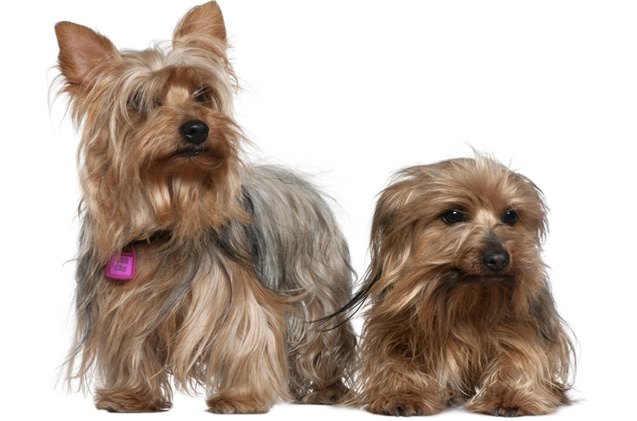 American Kennel Club Announces America’s 10 Most Popular Dog Breeds ...