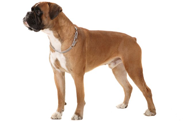 American Kennel Club Announces America’s 10 Most Popular Dog Breeds ...