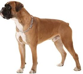 American Kennel Club Announces America’s 10 Most Popular Dog Breeds ...