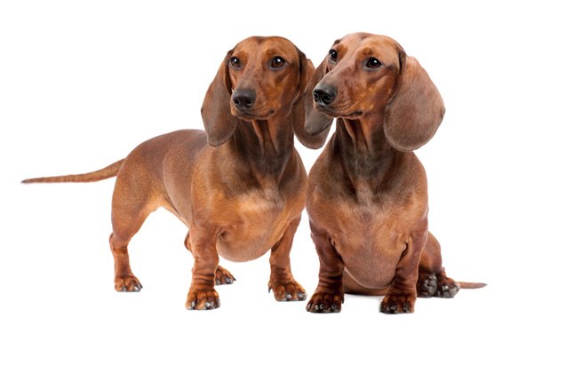 American Kennel Club Announces America’s 10 Most Popular Dog Breeds ...