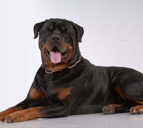 American Kennel Club Announces America’s 10 Most Popular Dog Breeds ...