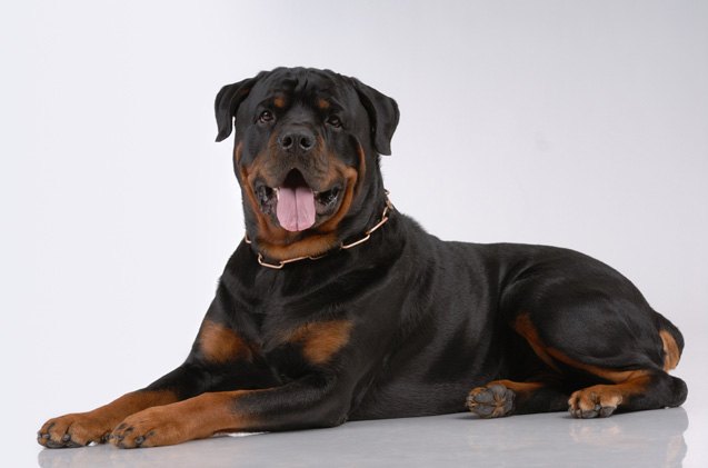American Kennel Club Announces America’s 10 Most Popular Dog Breeds ...