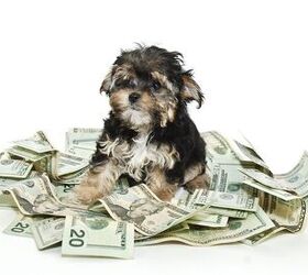 how much does a dog cost