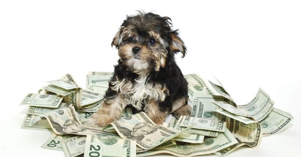 How Much Does A Dog Cost PetGuide how-much-does-a-dog-cost-petguide