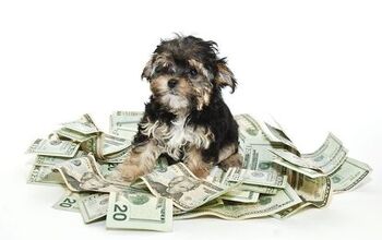 How Much Does A Dog Cost?