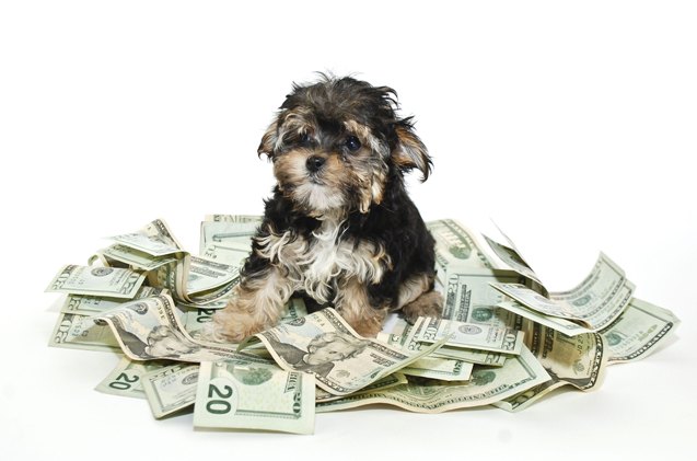 how much does a dog cost