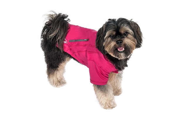 designer dog clothes from global pet expo