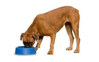 Pet Food Stamps Help Pet Parents Put Food In The Bowl