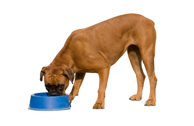 pet food stamps help pet parents put food in the bowl