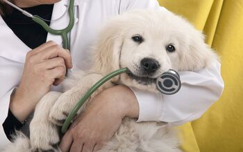 What Your Dog Insurance Plan Covers… And What’s Left Out