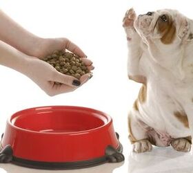 How To Choose the Best Dog Food For Your Dog