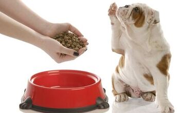 How To Choose the Best Dog Food For Your Dog