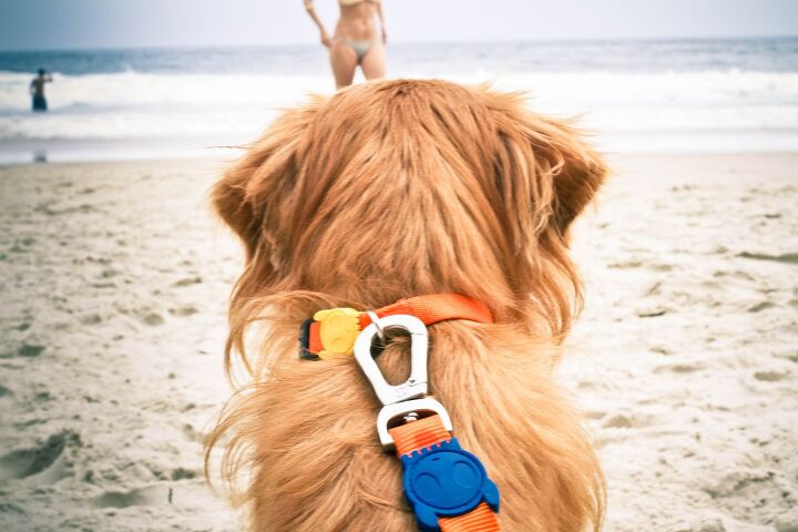 zee dog leash perfect for pooches that love to pull