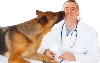 What Factors Influence Dog Insurance Rates?