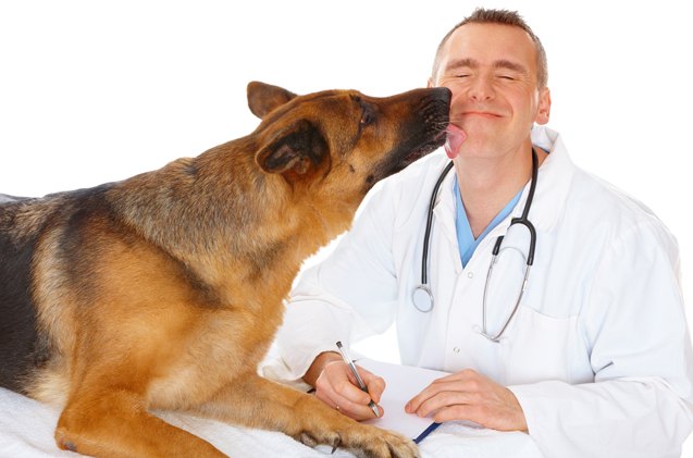 what factors influence dog insurance rates