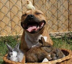 Picture of Pitbull Cuddling With Bunnies and Chick Goes Viral