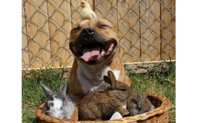 picture of pitbull cuddling with bunnies and chick goes viral