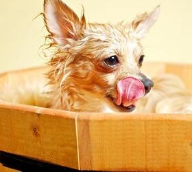 10 Soggy Tips On How To Wash Your Dog