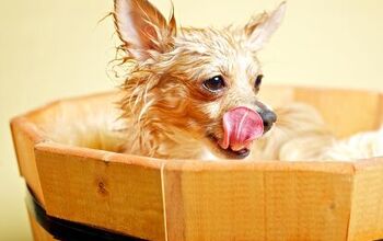 10 Soggy Tips On How To Wash Your Dog