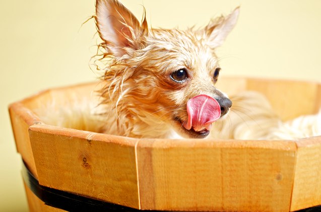 10 soggy tips on how to wash your dog