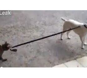 Cat Takes Her Dog For A Walk