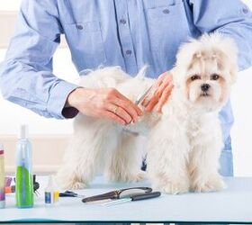 Preparing Your Pooch For His First Dog Groomer Visit