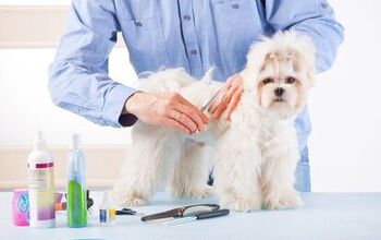Preparing Your Pooch For His First Dog Groomer Visit