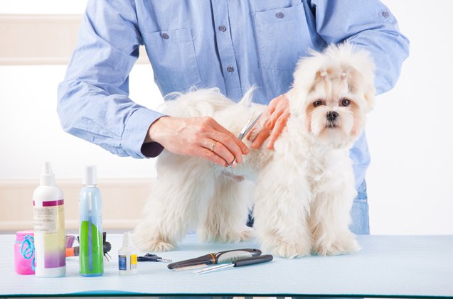 preparing your pooch for his first dog groomer visit