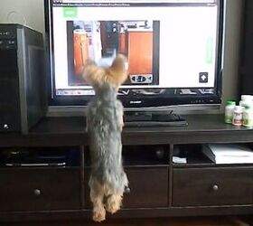 Jumping Dog On TV Makes Pooch Hopping Mad