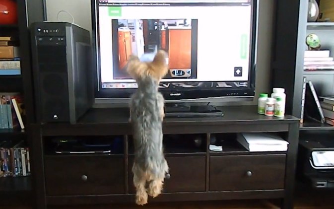 jumping dog on tv makes pooch hopping mad