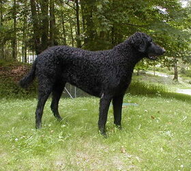 Curly coated sales retriever grooming