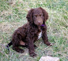 are curly coated retriever good with kids