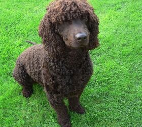 Irish water sale spaniel shed