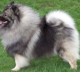 what breeds make a keeshond